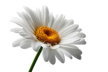 Close-up of a White Daisy Flower with Yellow Center white flower petals