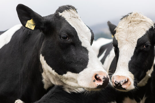 Two dairy cows heads close up 