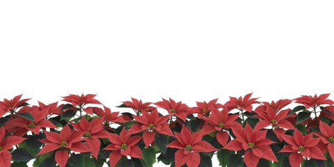 Beautiful poinsettia flowers with green leaves on white background