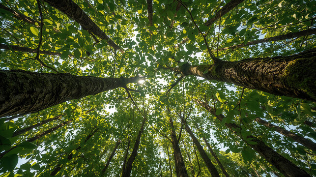 Vista dal basso di alberi alti con chiome verdi nel bosco. Generative AI 