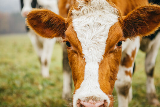 Brown and white cow portrait (face close-up)