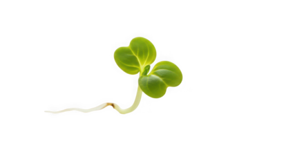 A young seedling with two leaves and a root, of transparent