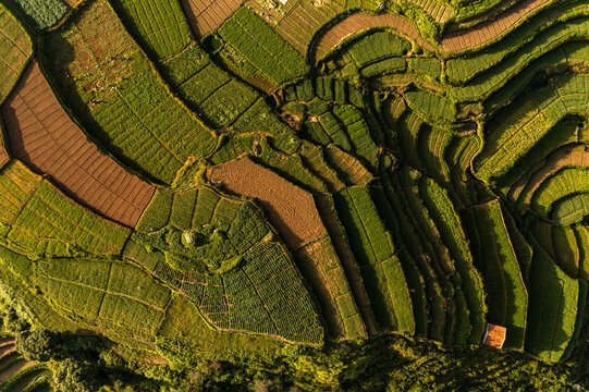 Aerial view of terraced fields in vibrant greens and earthy browns create a patchwork quilt across the landscape, Poombarai, Tamil Nadu, India.