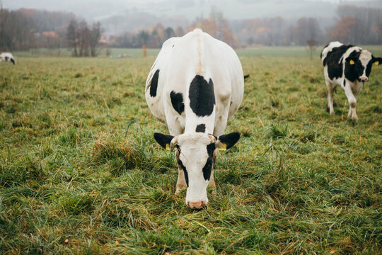 White Cow grazing, top-down angle