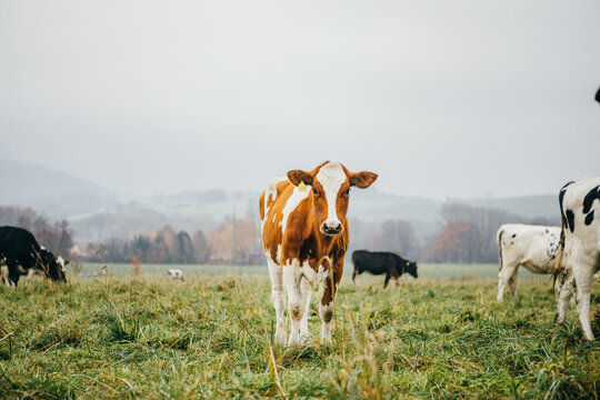 Brown cow standing in meadow (wide shot)