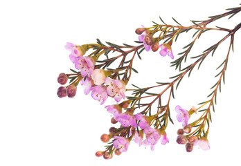 Piękne, r&oacute;żowe kwiaty Wosk&oacute;wki na białym tle, tapeta, dekoracja.