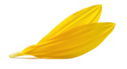 Two bright yellow sunflower petals overlapping, of transparent
