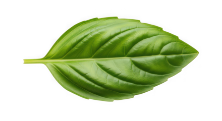 A single green basil leaf of transparent
