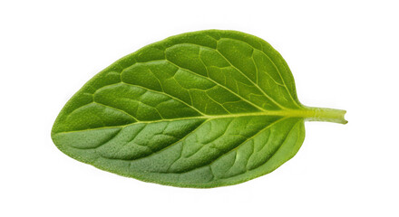 Obraz premium A single green mint leaf with prominent veins, of transparent
