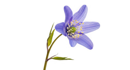 A single vibrant purple wildflower with delicate petals and yellow stamen, isolated on a clean transparent background of transparent