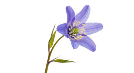 A single vibrant purple wildflower with delicate petals and yellow stamen, isolated on a clean transparent background of transparent