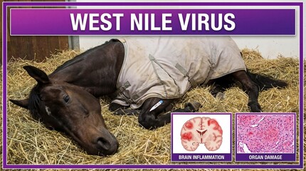 West nile virus symptoms in horse, brain inflammation and organ damage from mosquito bite, equine disease with viral infection and animal and veterinary
