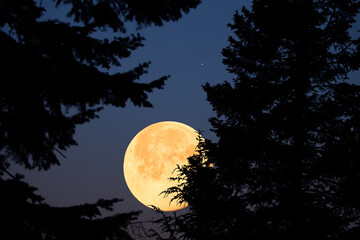 Full Moon with stars, planets and rural countryside tree silhouettes.