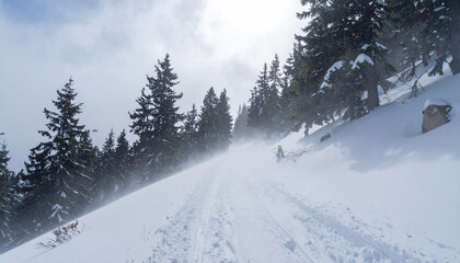 Dramatic blizzard sweeping across narrow mountain trail, tall pine trees bending under powerful winds