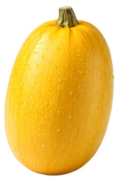 Giant spaghetti squash isolated