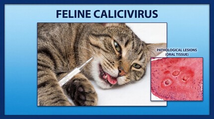 Feline calicivirus infection in a cat showing pathological lesions on oral tissue and feline symptoms with infected cat and viral infection and animal health