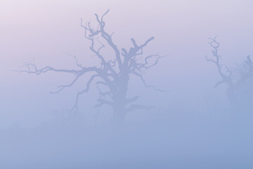 Misty morning among old trees.