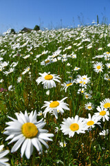 A field of blooming daisies, Sainte-Apolline, Qu&eacute;bec, Canada