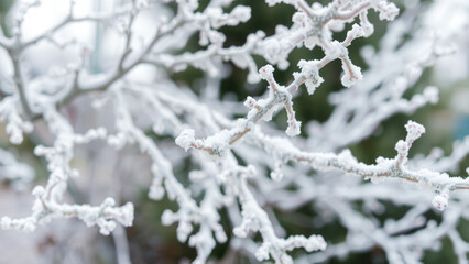 Vereiste Äste - Frost im Detail