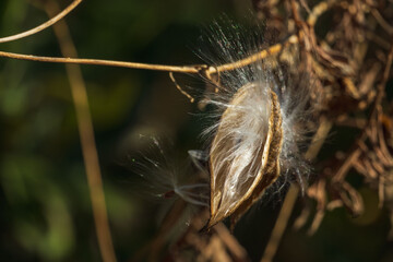 冬の野山　ガガイモのフワフワの種子04