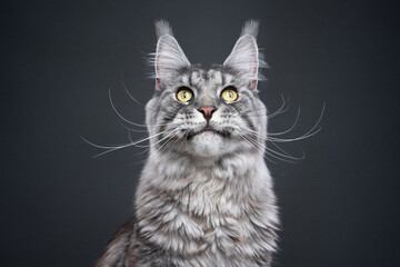 studio portrait of a curious silver tabby maine coon cat with long whiskers looking up © FurryFritz