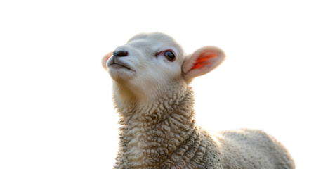 Close up of a young lamb looking up with curiosity.