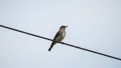 Bird on wire