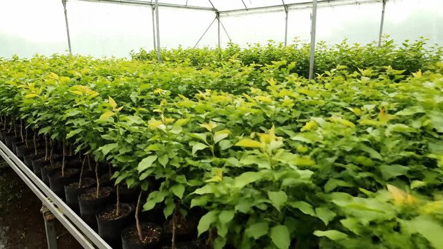 Rows of young trees growing in a greenhouse nursery.