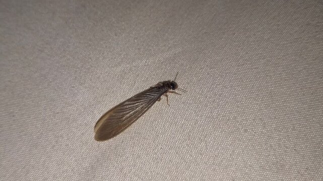 Close-up macro photograph of a termite with translucent wings on a light-colored surface