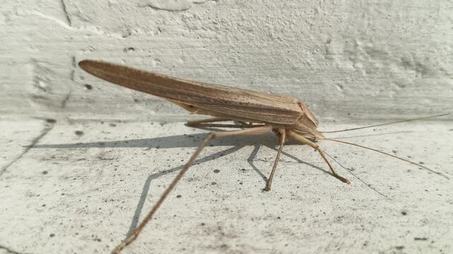 Brown tipped Conehead katydid resting on a textured white wall. It has a slender, elongated tan body, long antennae, and spindly legs, perfectly camouflaged for dry grass.
