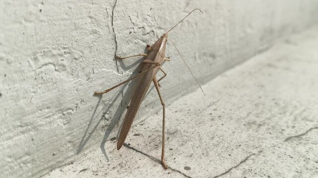Brown tipped Conehead katydid resting on a textured white wall. It has a slender, elongated tan body, long antennae, and spindly legs, perfectly camouflaged for dry grass.
