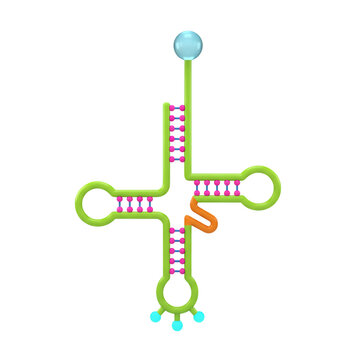 Illustration of transfer rna molecule structure in cloverleaf conformation on transparent background