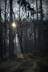 Naklejka premium Las, słońce, krajobraz, góry,drzewa