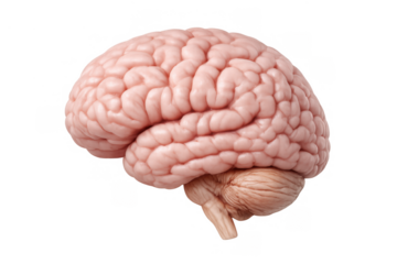 Human brain organ representing intelligence, learning, memory, and cognitive process on transparent background