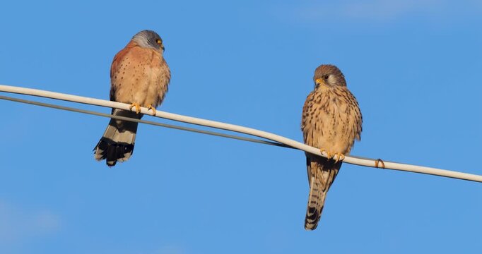 Wildlife - Birds. Common kestrels can be seen in mountains, valleys, forest edges, steppes, agricultural areas, sea coasts and even cities. They usually feed on small mammals such as voles and moles.