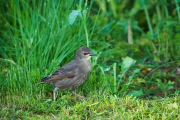 Obraz premium sparrow on a grass