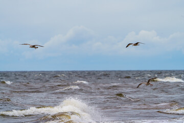 seagulls in the sea © talavietis