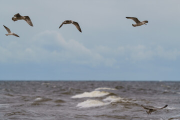 seagulls on the beach © talavietis