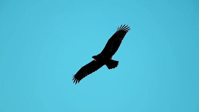 Silhouette of a majestic eagle soaring and gliding peacefully with wings spread wide against a vibrant clear blue sky, symbolizing freedom and power.