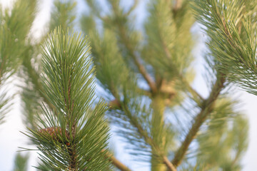pine tree branches and selective focus  © GingaDesigns