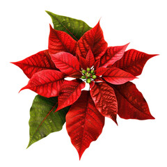 Red poinsettia flower illustration with green leaves isolated on Transparent Background