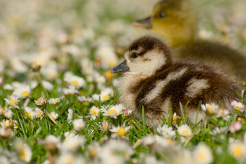 Egyptian gosling resting on green grass among white daisies