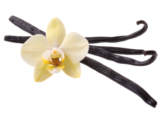 Vanilla bean pods and orchid flower isolated on a transparent background image