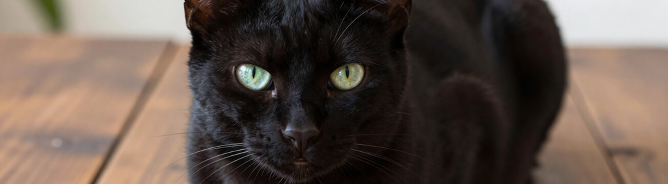 sleek black cat face illuminated soft natural light showcases piercing green eyes tense whiskered visage exuding