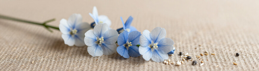 Fototapeta premium delicate blue white floral arrangement lies amidst natural texture grains seeds soft warm