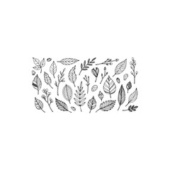 Botanical leaf illustrations isolated on transparent background