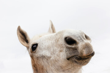 Obraz premium Sweet Charming White Horse Portrait with Close Up Shallow Depth of Field
