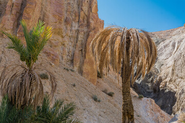 Sucha palma w oazie Chebika © witan