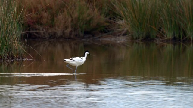 A Pied Avocet walking in shallow water