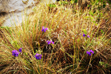 A endemic plant from the interior of Minas Gerais, Brazil (Stachytarpheta reticulata). Plant with blue flower amidst grass and rocks in semi-arid terrain. Sunny day light, summer time
